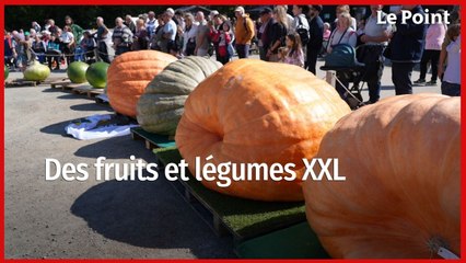 Potirons XXL : la passion des légumes hors normes