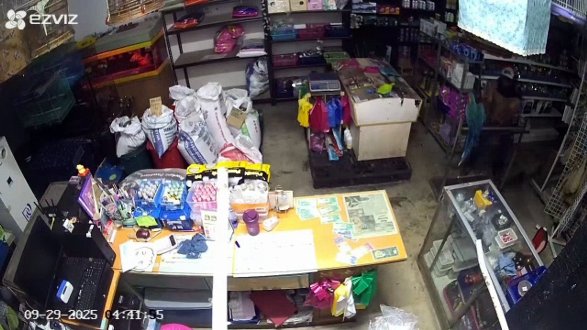 会叫kakak爸爸  宠物店遭爆窃  身价逾万鹦鹉被拐走