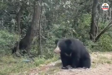 केशकाल घाट नेशनल हाईवे पर दिखा भालू