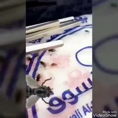 فيديو.. نُهى نبيل تأكل وسط الذباب.. وتعليقها صادم!