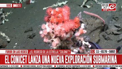 El CONICET pone en marcha una nueva exploración marina... ¿dónde podrá verse?