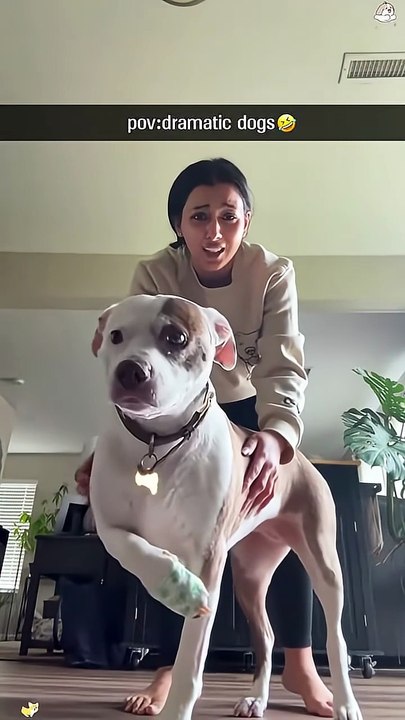 A dramatic dog,you can’t imagine what he can do 🐶🤣#funny #doggielife #funnydogs #pets #funnypets