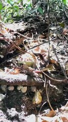 Briga sangrenta entre serpentes surpreende turistas em passeio