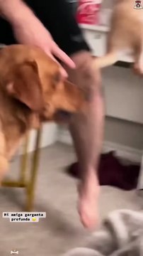 Dog-everything is delicious to me,including socks,of course !🐶🤣#funny #funnydogs #pets #dog