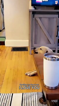 Dog-I can say I love you 😘🐶🤣#doggielife #petsrule #funnydogs #pets #doglove #fyp #foryou #usa