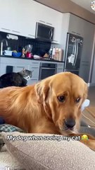 Dog-I’m really afraid of cats,even though it makes me lose face 🐶🤣#funny #doggielife #funnydogs