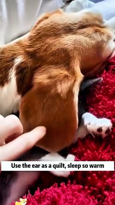 Dogs and cats are good friends🥰 #dog #funny #funnypets #funnyanimals #cat #funnydogs