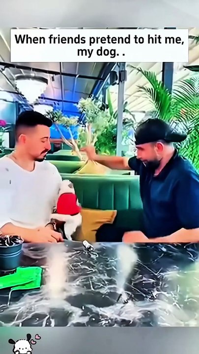 Dogs are the best protectors #dog #funny #funnyanimals #pets #funnydogs #dogslife