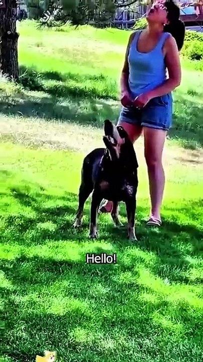 Dogs that mimic people#dog #funny #doggielife #funnypets #pets #funnyanimals #funnydogs