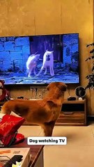 Dogs vs Tv📺😂🐶 #dog #funny #funnydogs #pets #funnyanimals