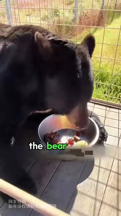 This family rescued a bear that was hit by a car