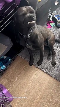 Dog-Do I look good when I smile-🐶🤣#funny #petsrule #funnydogs #pets #doggielife #funnypets #fyp