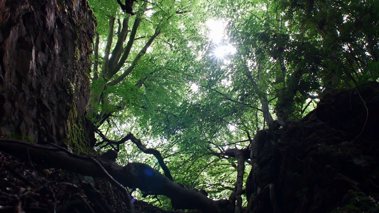 Hamnet Film