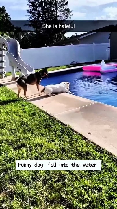 Funny dog in water #dog #funny #pets #dogs #funnydogs