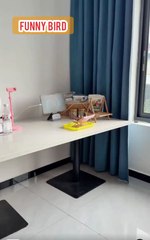 Bird Brain? More Like Bird Genius! Watch Lucy's Funny Moments"