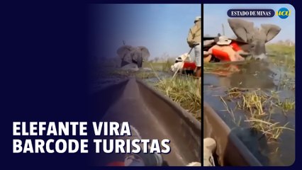 Elefante ataca grupo em safari e lança turistas em águas com crocodilos