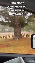 In Australia kangaroos are more than humans
