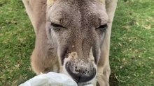 Feeding a kangaroo