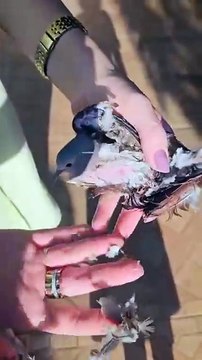 Mais de 50 aves silvestres são encontradas mortas em condomínio de Vicente Pires