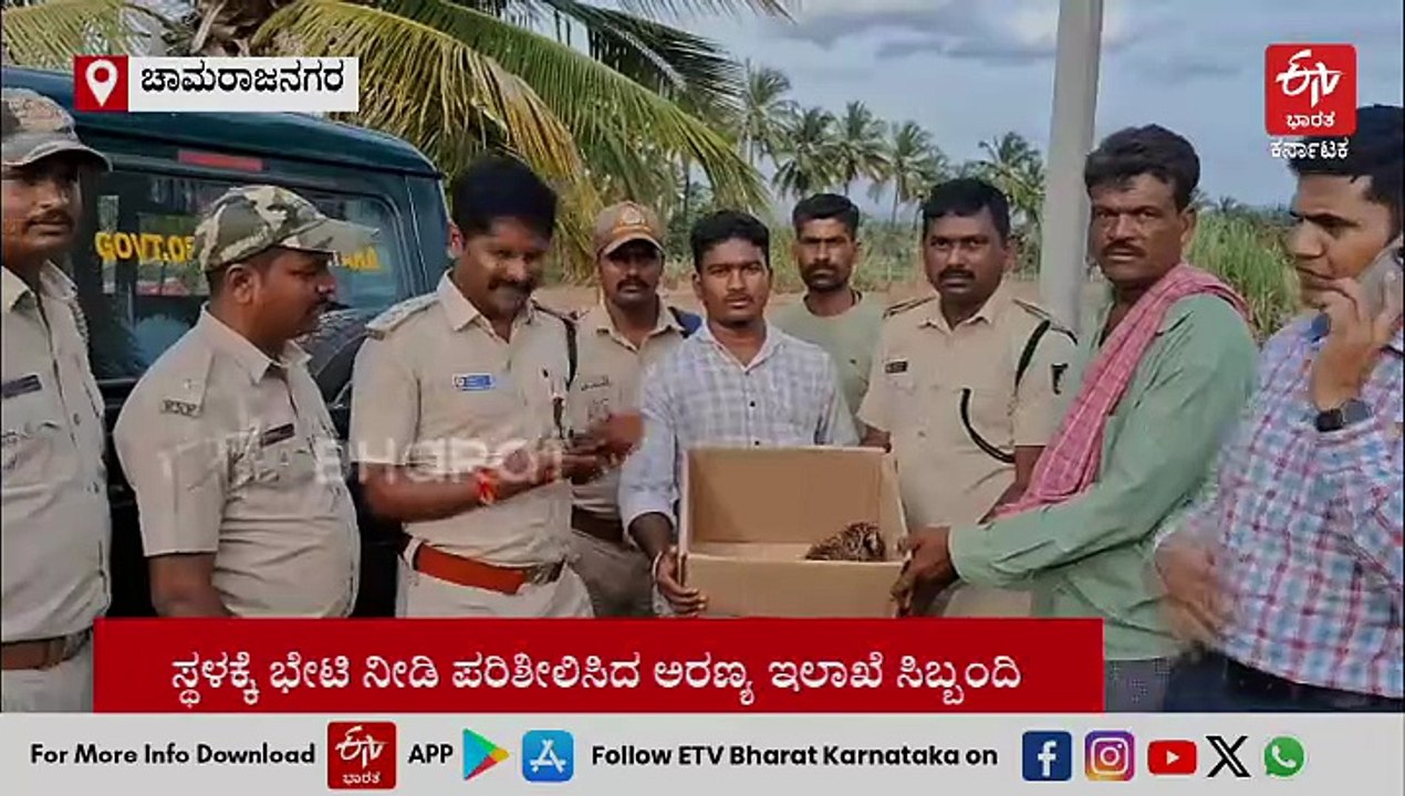 ಕಬ್ಬು ಕಟಾವು ಮಾಡುವಾಗ ಚಿರತೆ ಮರಿಗಳು ಪ್ರತ್ಯಕ್ಷ ; ಹೌಹಾರಿದ ರೈತರು
