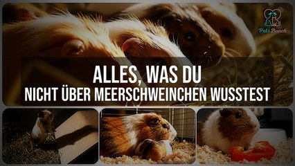 Meerschweinchen-Geheimnisse: Alles, was du noch nicht wusstest!