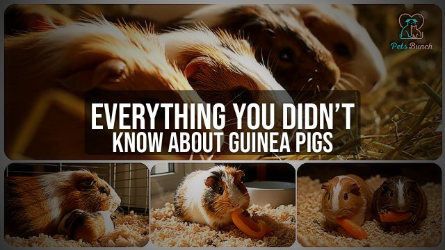 Everything You Didn’t Know About Guinea Pigs | Surprising Facts!