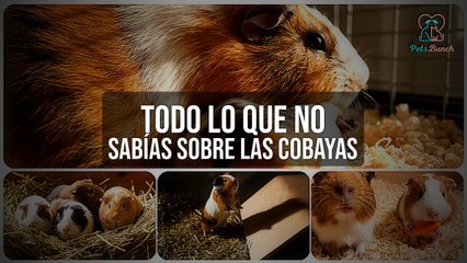 Todo lo que NO Sabías sobre las COBAYAS 🐹 | Curiosidades y Cuidados
