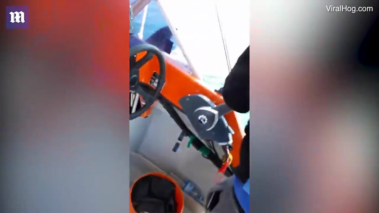شاهد: حِيتان قاتلة تهاجِم قارب صيد وسط المياه