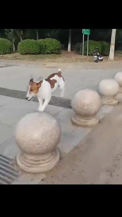 😹 Funny Cat Compilation 2025 – Non Stop Laught...