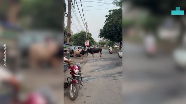 Locals Stunned as Bulls Lock Horns in Street Battle