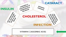 Biological functions of vitamin C (ascorbic acid)