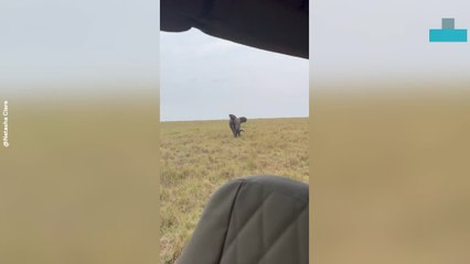 Elephant Charges at Safari Car