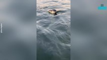 Seal Pushes Paddleboarder in Playful Encounter