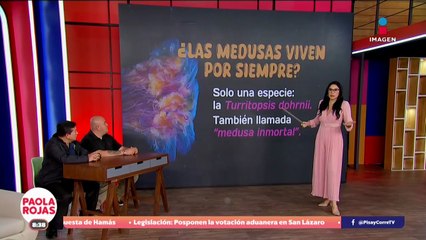 ¿Sabían que las medusas viven para siempre? | DPC con Paola Rojas