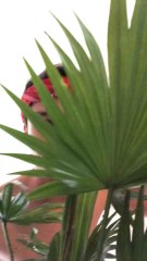 Tag ton petit frère ce fou là