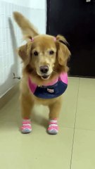 Je plaisante avec mon chien, il rigole.