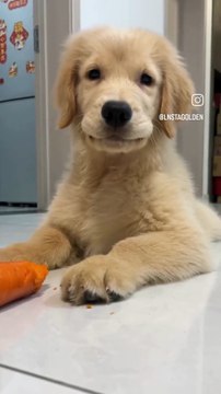 Chien marrant, mais doux.