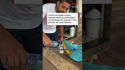 Arara-canindé surpreende casal ao participar de café da manhã em padaria de Rondonópolis (MT)