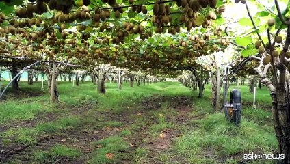 Cresce in Italia il Kiwi Sungold, Zespri investe ancora sul Lazio
