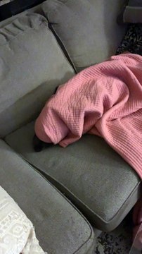 Je regardais un beau film sur le canapé avec chien, puis j'ai mis pause pour WC et je suis revenu à un puppurito.