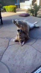 Oups… c’était inattendu, mais c’est drôle!