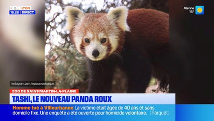 Tashi, le nouveau panda roux du Zoo de Saint-Martin-la-Plaine