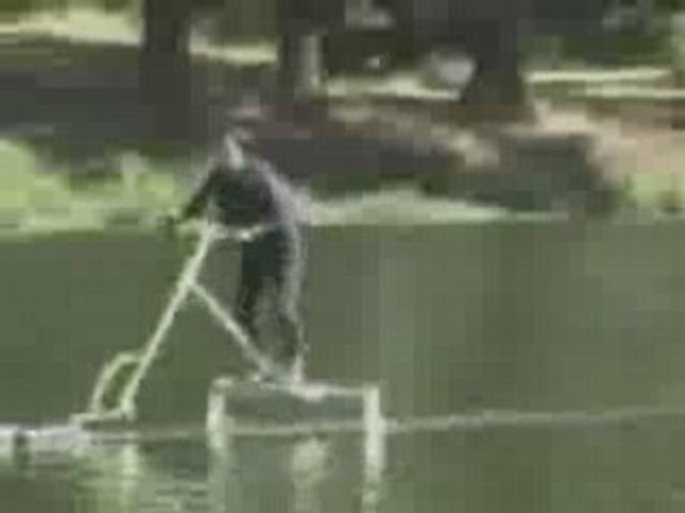 Water Bird