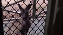 Kangaroo diaries only in Australia