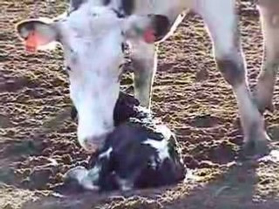 L'histoire du lait et des produits laitiers