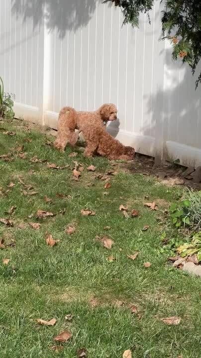 Curious Dog Meets Neighbor