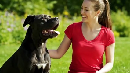 TOP 10 des Chiens les plus DANGEREUX au Monde