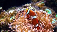 WORLD'S MOST AMAZING VIDEO