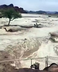 بالفيديو: قطيع من الإبل يكاد يغرق جراء السيول في تبوك