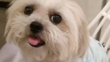 🔴 CUTIE HAPPY VIBES WITH PICKLES #shihtzu